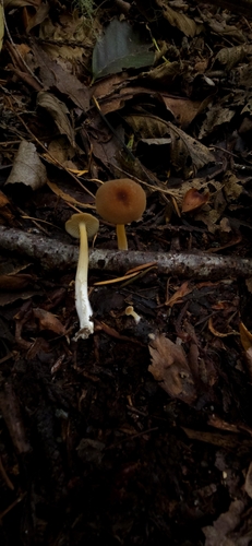 Owingsia PNW01 graham.jpg