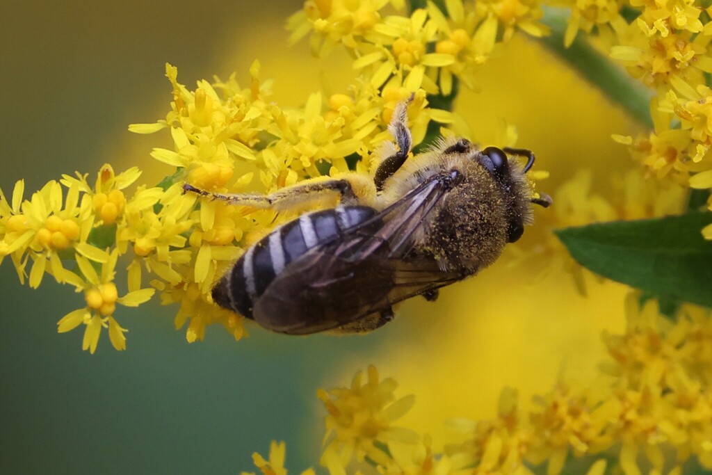 Colletes compactus compactus from Sherman, CT 06784, USA on September ...