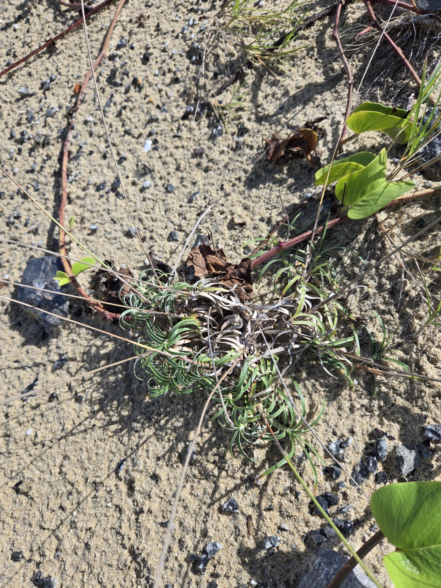 Fimbristylis sericea (Fimbristylis sericea)
