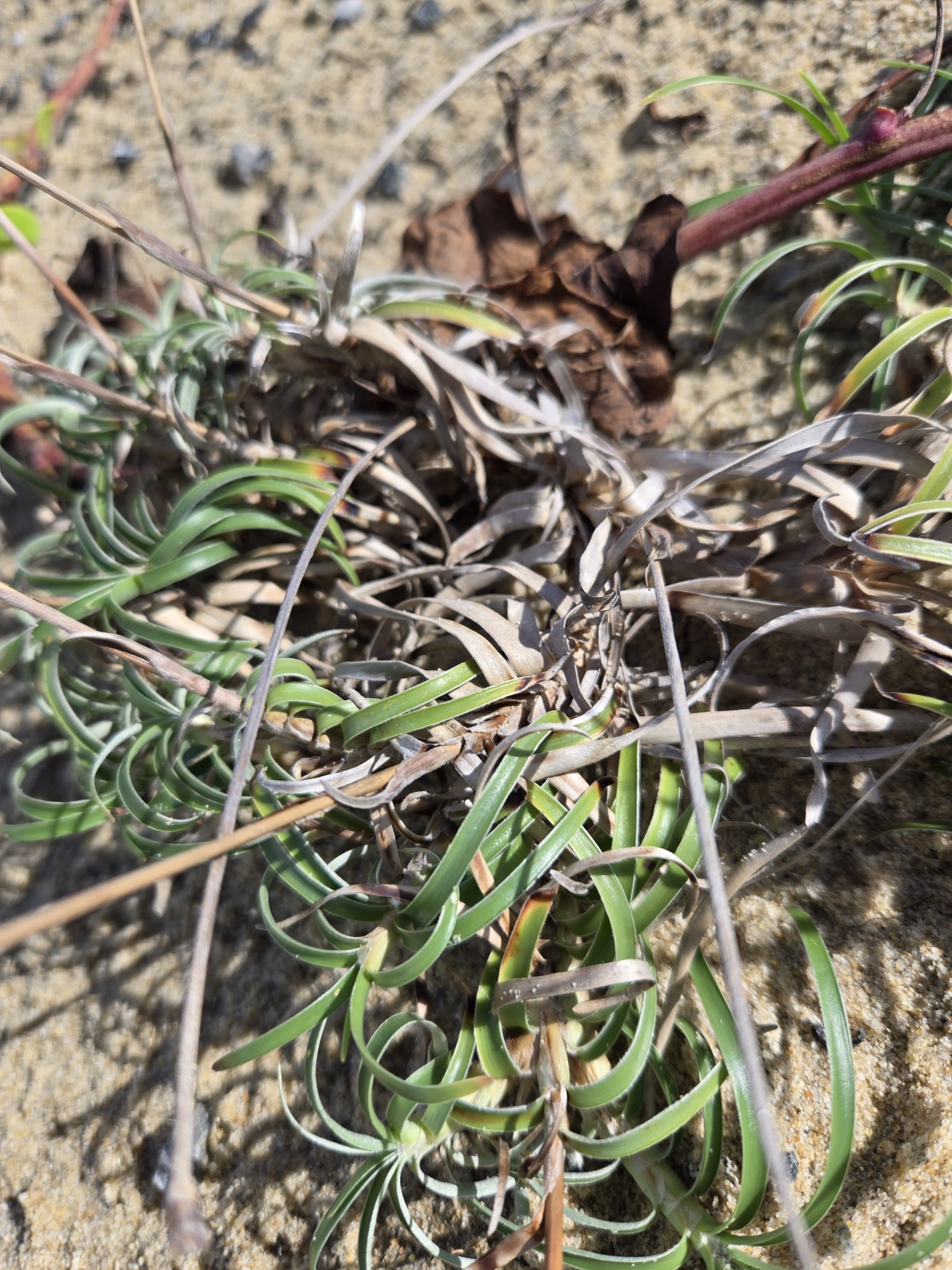 Fimbristylis sericea — ảnh 2