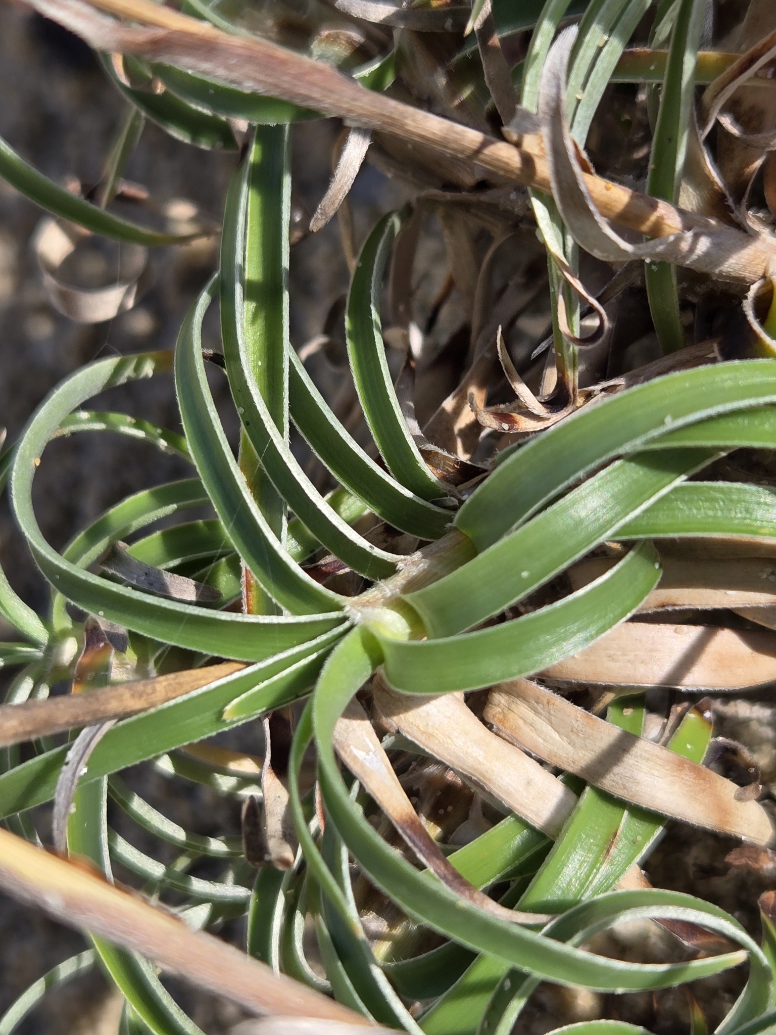 Fimbristylis sericea — ảnh 3