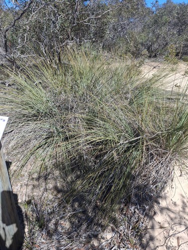Sand-heath Grasstree (Xanthorrhoea caespitosa)