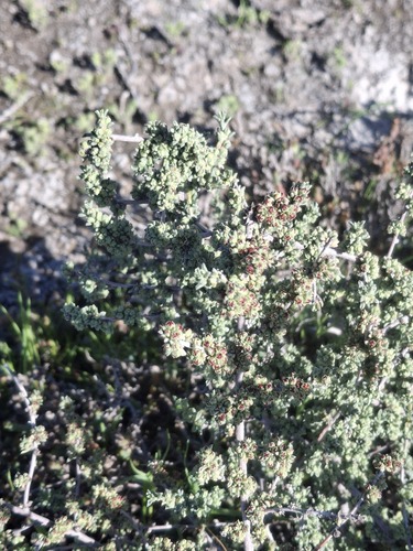 thorny lawrencia (Lawrencia squamata)