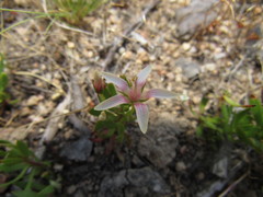 Lysimachia buxifolia