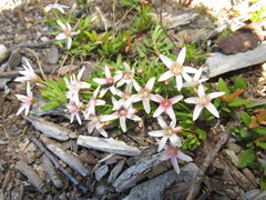 Lysimachia buxifolia