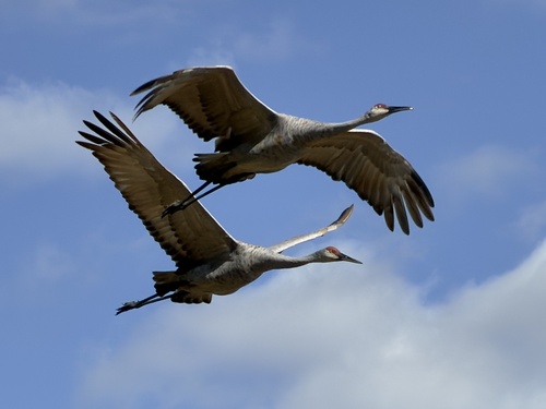 Sandhill Crane photographed in Ohio