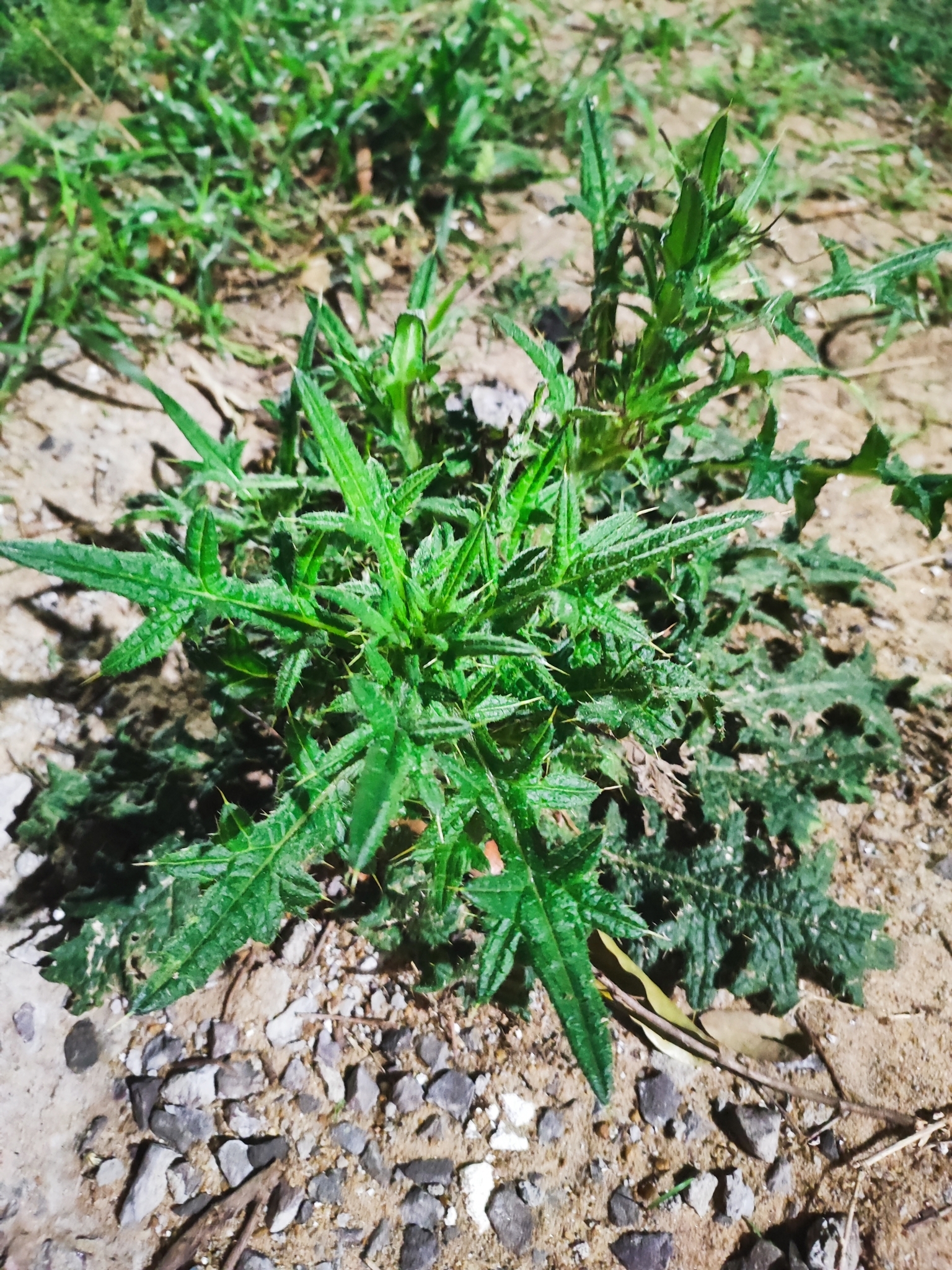 Cirsium vulgare
