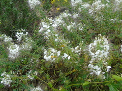 Cleome chilensis