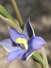 Thelymitra circumsepta