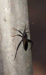 Notobitus meleagris