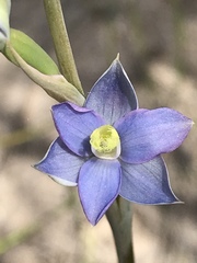 Thelymitra circumsepta