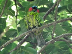Tangara cyanocephala