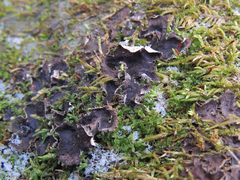 Peltigera evansiana