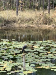 Egretta tricolor image
