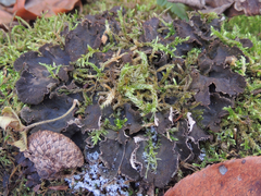Peltigera evansiana