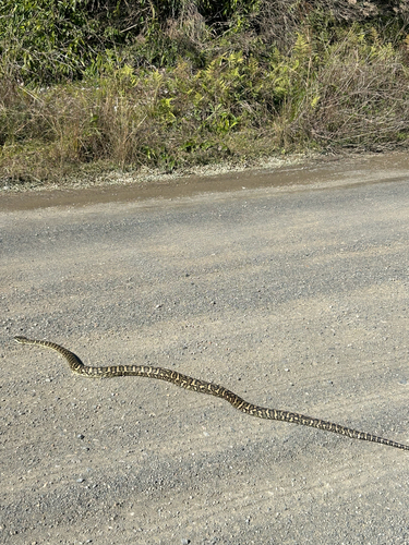 Coastal Carpet Python sighting