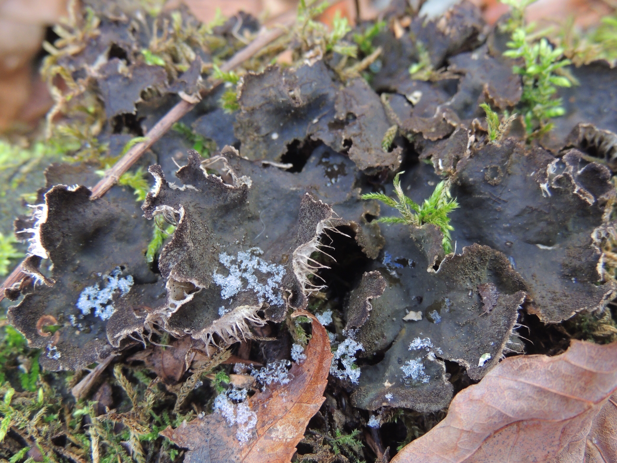 Peltigera evansiana image