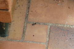 Hoplomutilla insignis