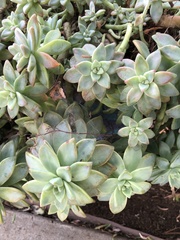 Graptopetalum