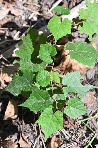frost grape (Vitis vulpina)