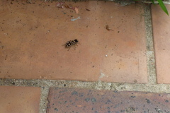 Hoplomutilla insignis