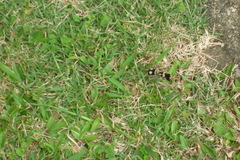 Hoplomutilla insignis