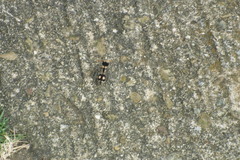 Hoplomutilla insignis