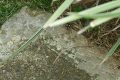 Hoplomutilla insignis