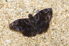 Ebrietas infanda