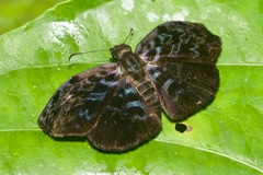 Cycloglypha thrasibulus