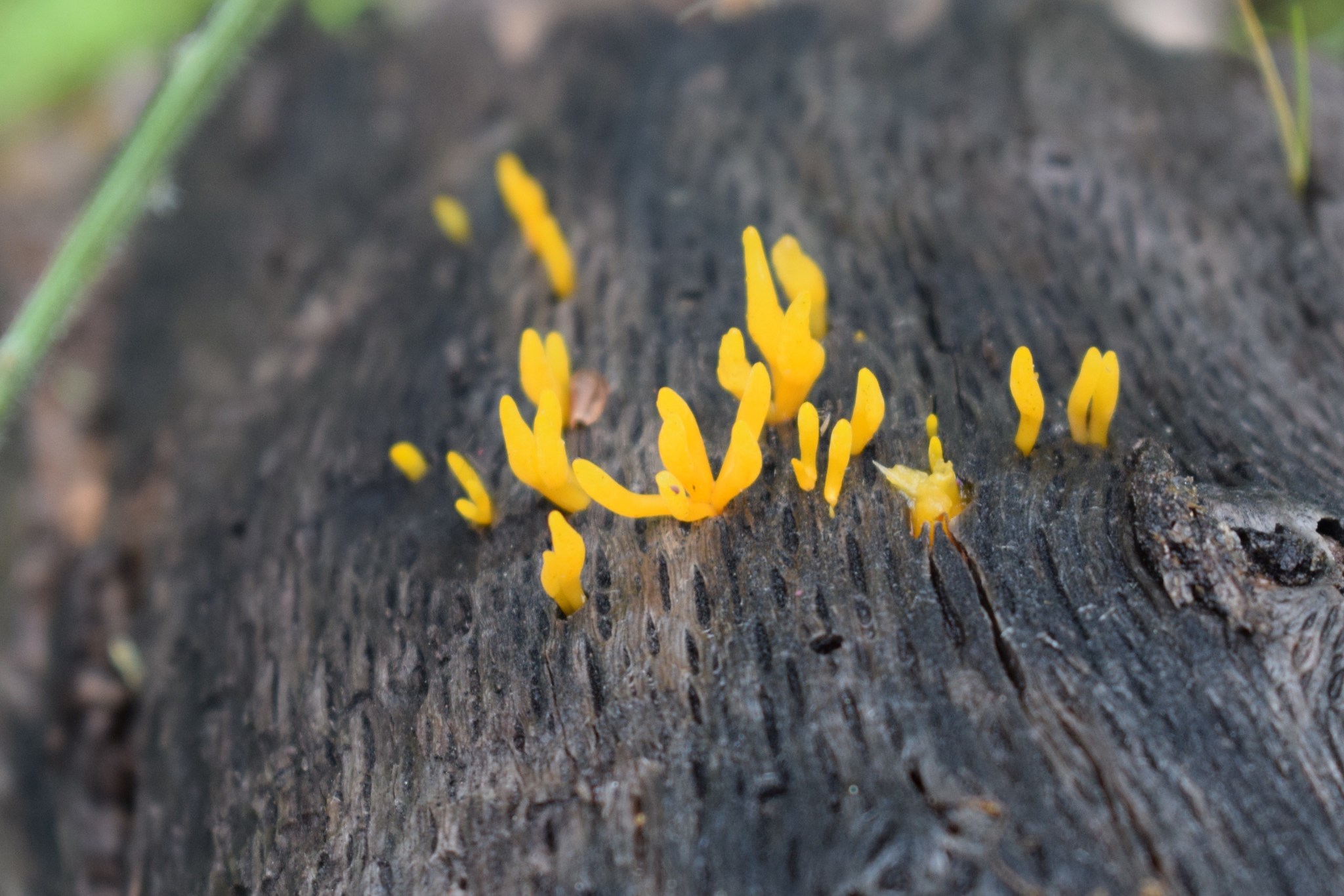 Calocera cornea image
