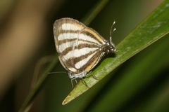 Arawacus separata