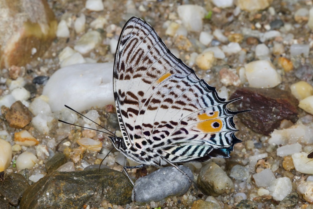 Baeotus beotus