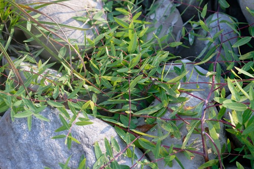 intermediate dogbane (Apocynum ×)