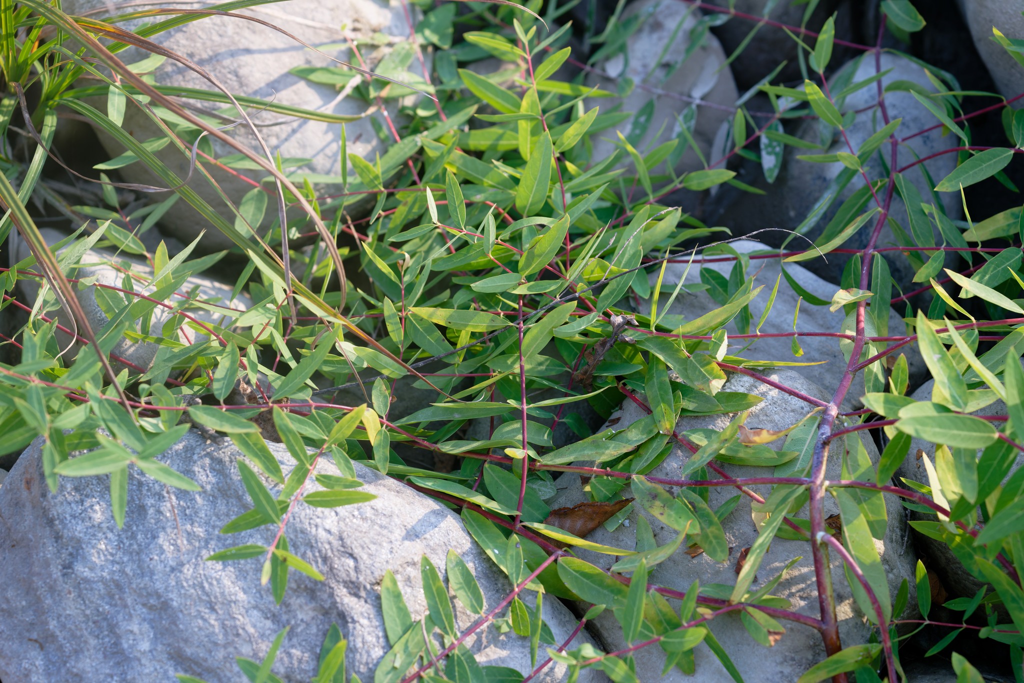 Intermediate Dogbane (Apocynum ×)