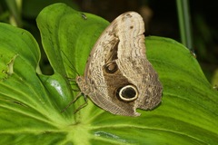 Caligo placidianus