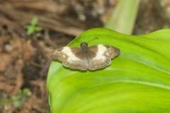 Potamanaxas effusa