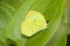 Abaeis xantochlora xantochlora