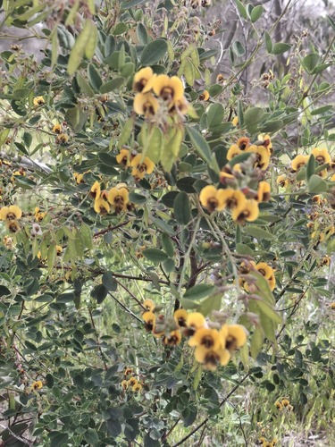 Western Golden-Tip (Goodia medicaginea)