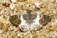 Polyctor polyctor