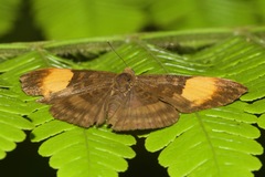 Emesis heteroclita