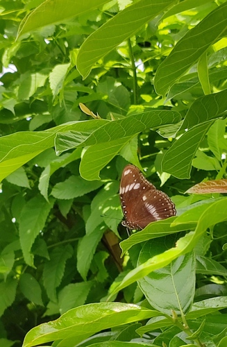 Great Eggfly