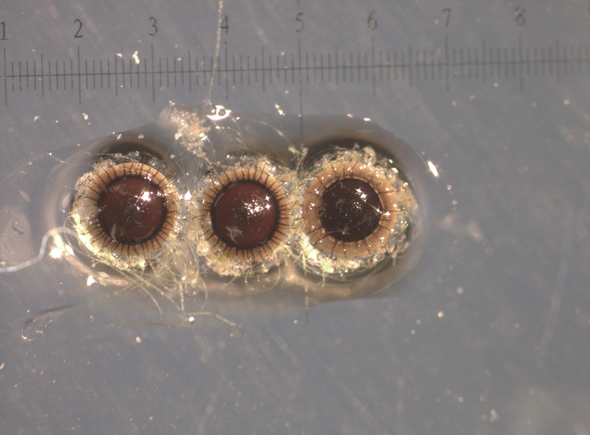 Cristatella mucedo Cuvier, 1798