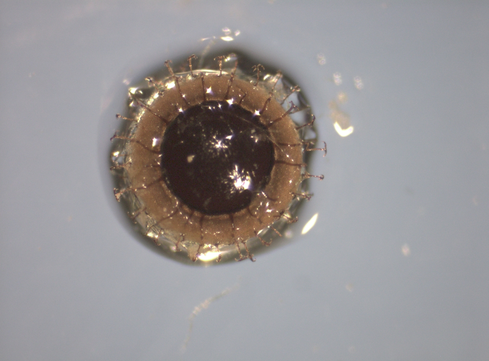 Cristatella mucedo Cuvier, 1798