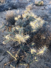 Cylindropuntia molesta molesta