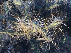 Cylindropuntia molesta molesta