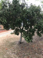 Buckinghamia celsissima