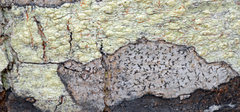 Pertusaria texana