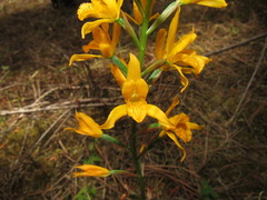 Chloraea chrysantha