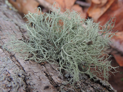 Usnea mutabilis